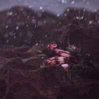 Separación, divorcio, nulidad