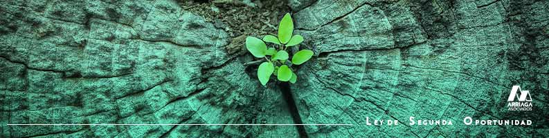 ley segunda oportunidad casos