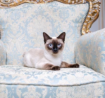 karl lagerfeld gato